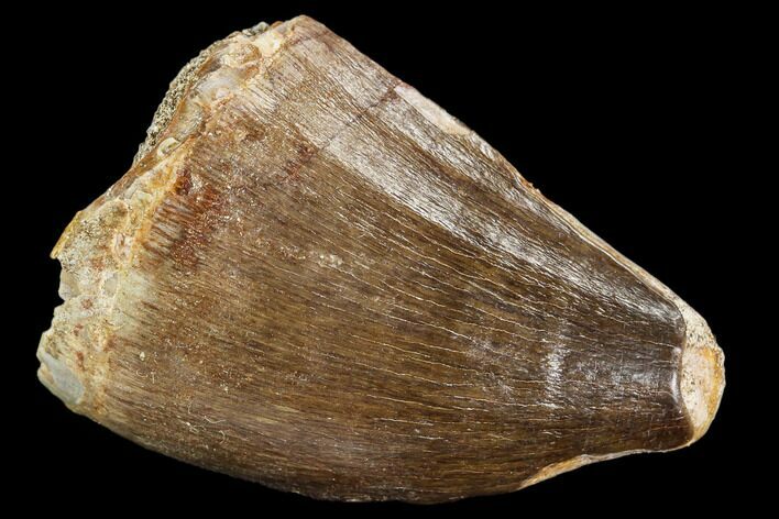 Fossil Mosasaur (Prognathodon) Tooth - Morocco #107738